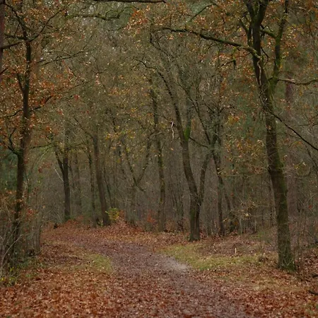 Calming Hideaway In Veluwe, Cleaning Included * Voorthuizen